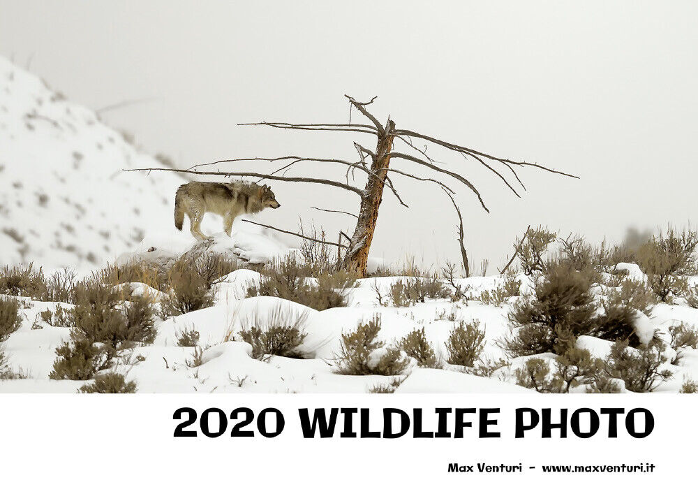 2020 WILDLIFE PHOTO di Max Venturi - Www.maxventuri.it,  2021,  Youcanprint