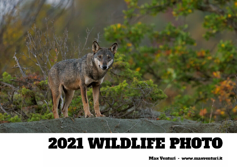 2021 WILDLIFE PHOTO di Max Venturi,  2021,  Youcanprint