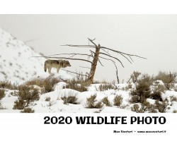 2020 WILDLIFE PHOTO di Max Venturi - Www.maxventuri.it,  2021,  Youcanprint