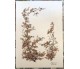  3 STAMPE IN EDIZIONE LIMITATA CON LE SPLENDIDE ILLUSTRAZIONI DEL XIX SECOLO DI 