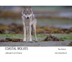 COASTAL WOLVES Sette giorni con il branco di Max Venturi,  2021,  Youcanprint