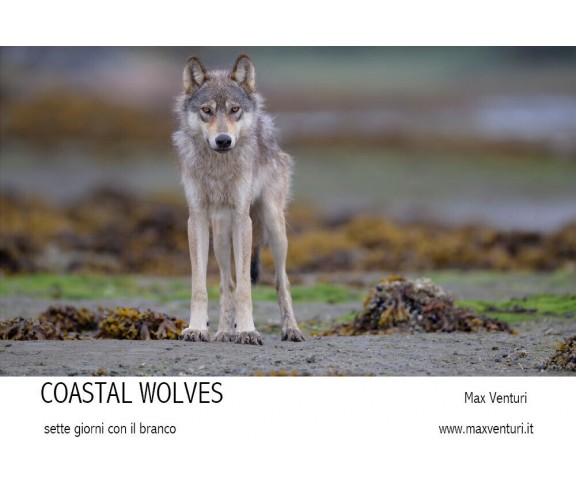 COASTAL WOLVES Sette giorni con il branco di Max Venturi,  2021,  Youcanprint