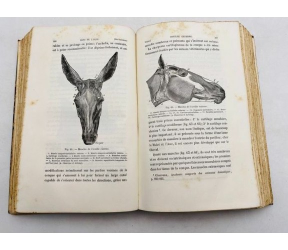 Chatin - Les organes des sens dans la série animale. Leçons d'anatomie 1880